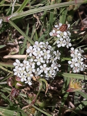 Limnosciadium pumilum