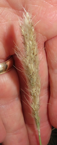 Silver Bluestem