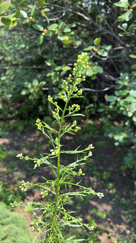 horseweed