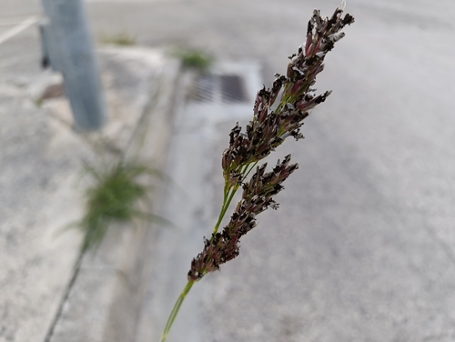 Bermuda grass smut