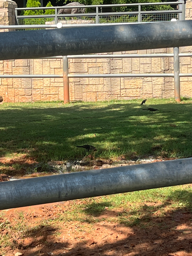 Great-tailed Grackle