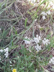 Limnosciadium pumilum