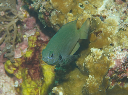 Pomacentrus nigromarginatus observed 2026-07-21