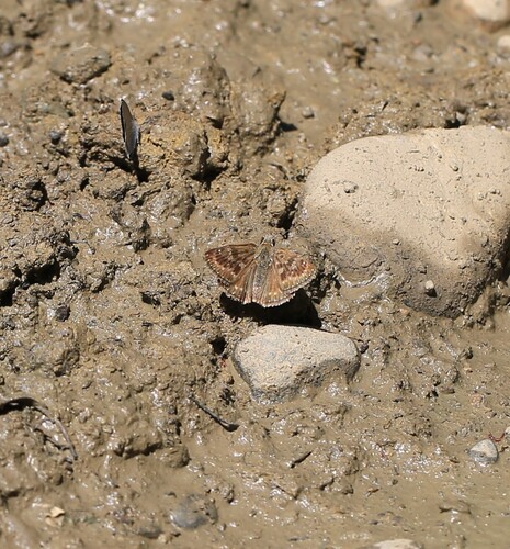 Dingy Skipper