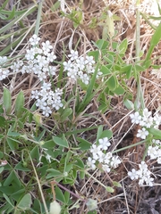 Limnosciadium pumilum