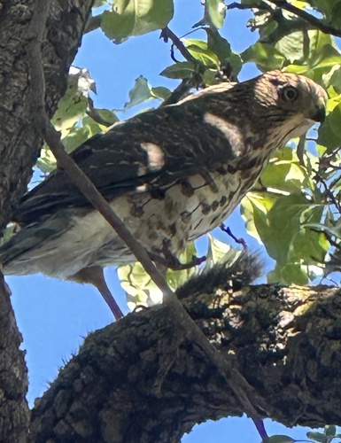 Cooper's Hawk