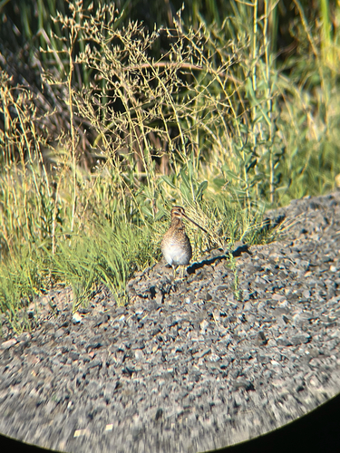 Wilson's Snipe