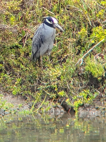 Yellow-crowned Night Heron