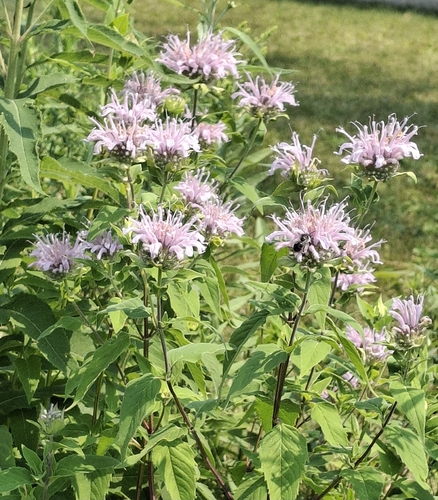 wild bergamot