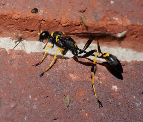 Sceliphron caementarium