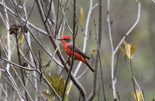 Vermilion Flycatcher