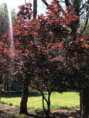 Acer palmatum