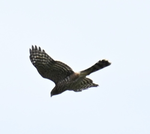 Cooper's Hawk