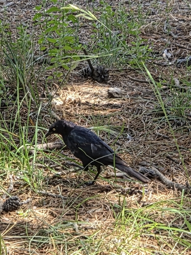Brewer's Blackbird