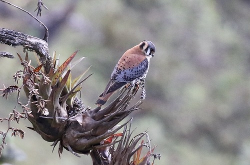 American Kestrel