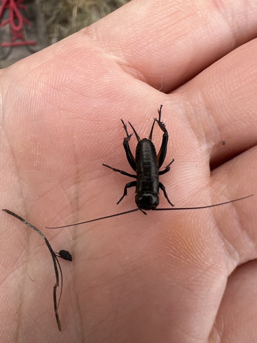 Gryllus