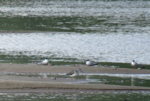 iNaturalist image