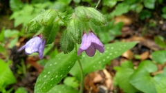Pulmonaria stiriaca