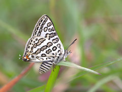 Aphnaeus lilacinus