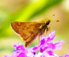 Atalopedes campestris huron