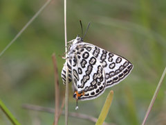 Aphnaeus lilacinus