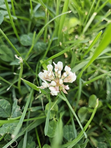 white clover