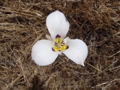 Calochortus bruneaunis