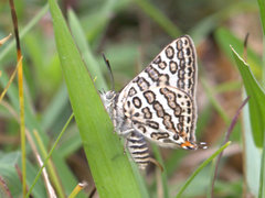 Aphnaeus lilacinus