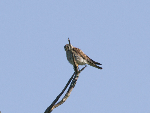 American Kestrel