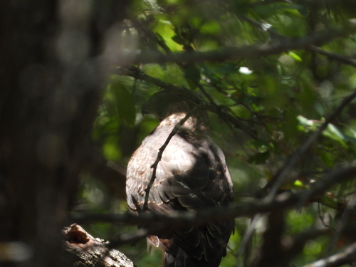 Cooper's Hawk