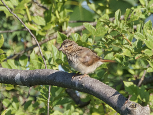 Song Sparrow