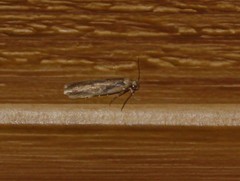 Elachistidae