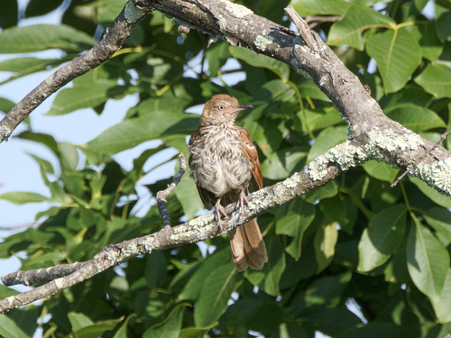 Brown Thrasher