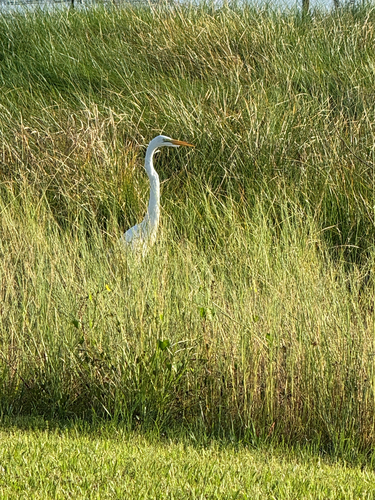 Great Egret