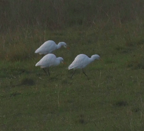 Eastern Cattle-Egret