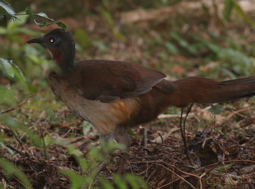 Albert's Lyrebird (Menura alberti), photo 5
