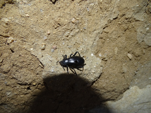 Desert Stink Beetles