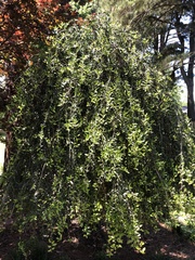 Magnoliopsida
