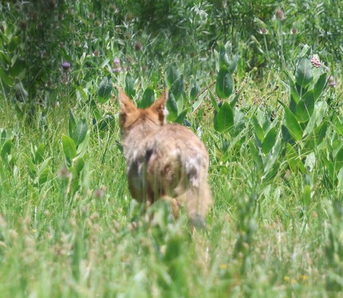 Coyote
