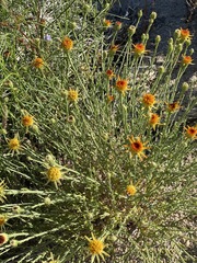 Adenophyllum cooperi