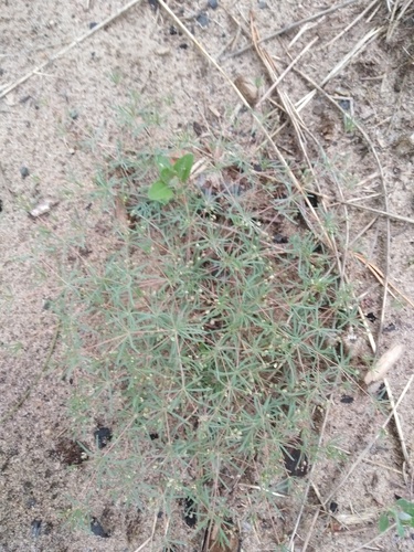 Hypertelis cerviana observed 2026-07-26