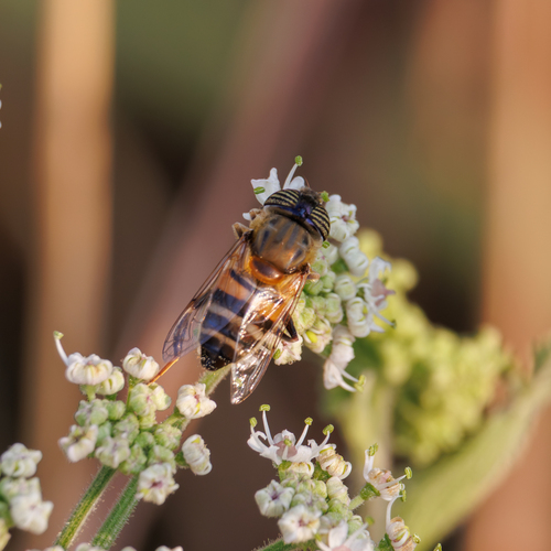 Stripe-eyed Lagoon Fly, Aachen, Deutschland, photo 7 of 10