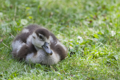 iNaturalist: (c) gihawi, some rights reserved (CC BY-NC), uploaded by gihawi iNaturalist image