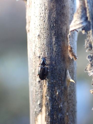 Bembidion biguttatum