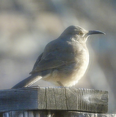 Curve-billed Thrasher