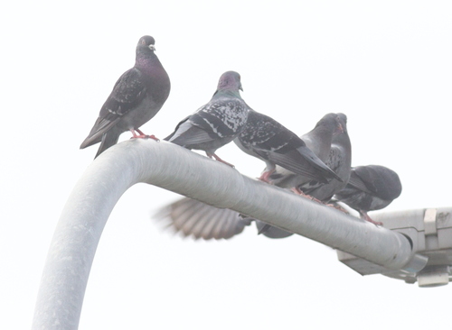 Rock Pigeon