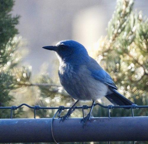 Woodhouse's Scrub-Jay
