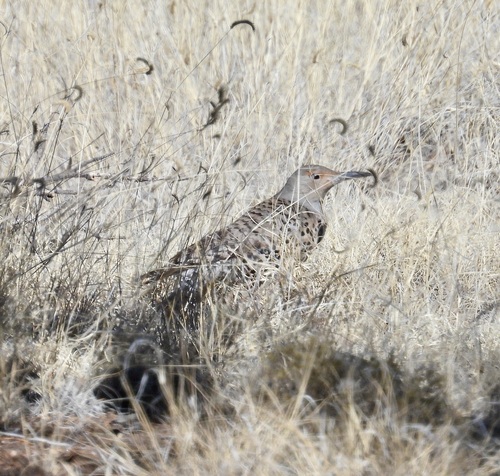 Northern Flicker