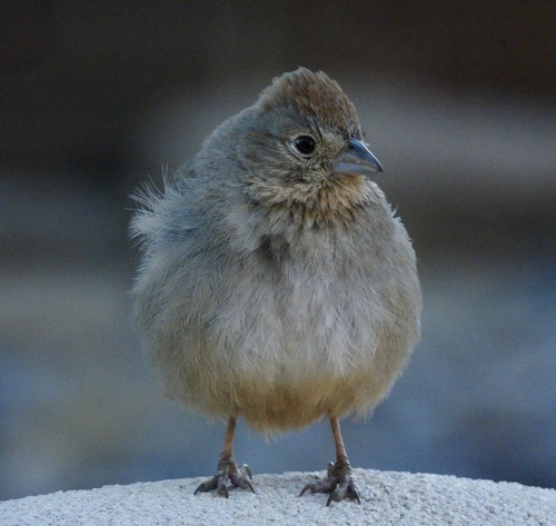 Canyon Towhee