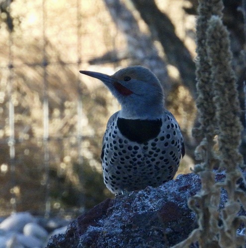 Northern Flicker